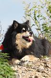 CHIEN FINNOIS DE LAPONIE 388